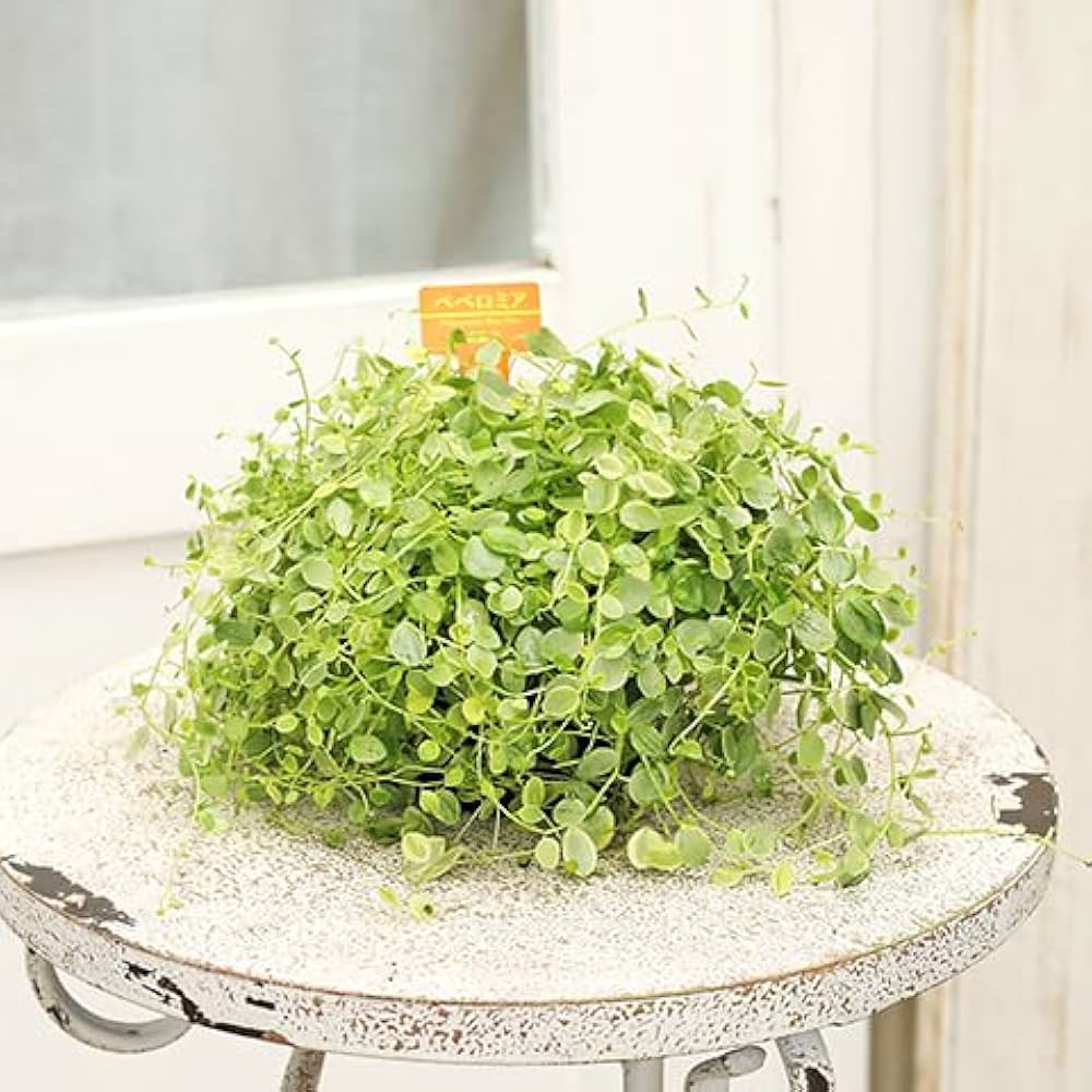 在庫1点のみ　ペペロミア　美依子　斑入り　抜き苗 在庫1点のみ ペペロミア 美依子 斑入り 抜き苗 在庫1点のみ ペペロミア